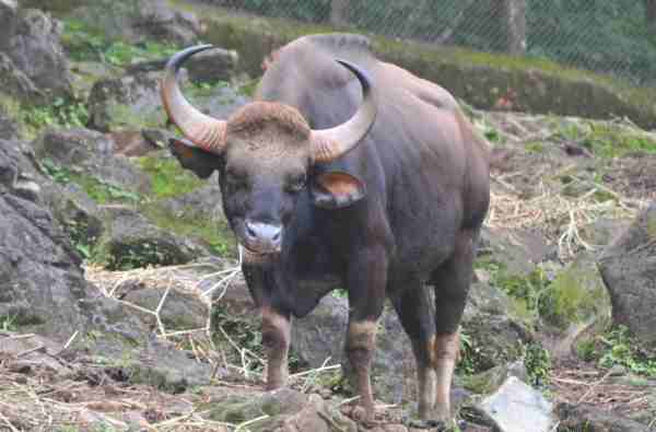 Indian bison