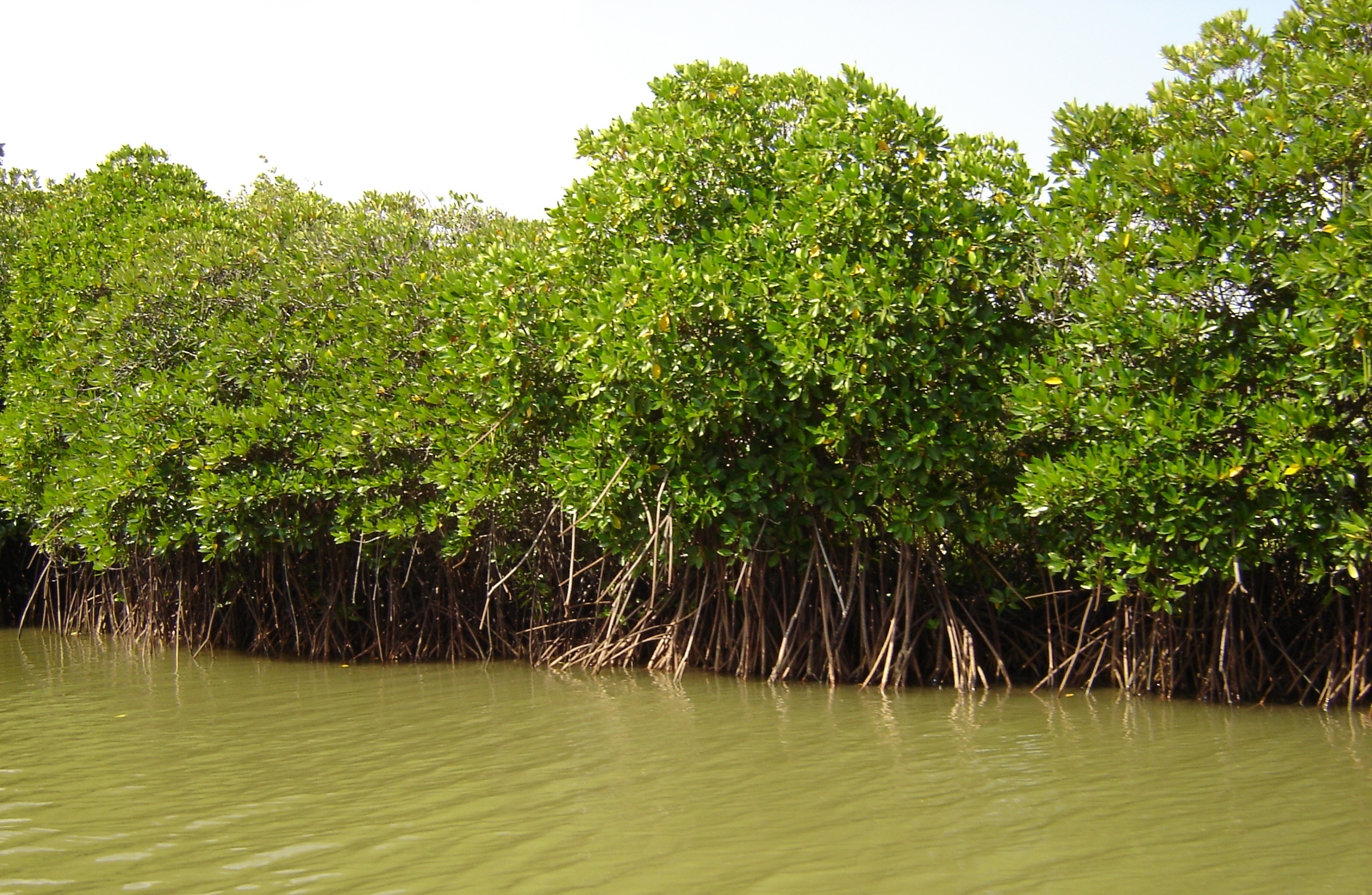 Mangrove1