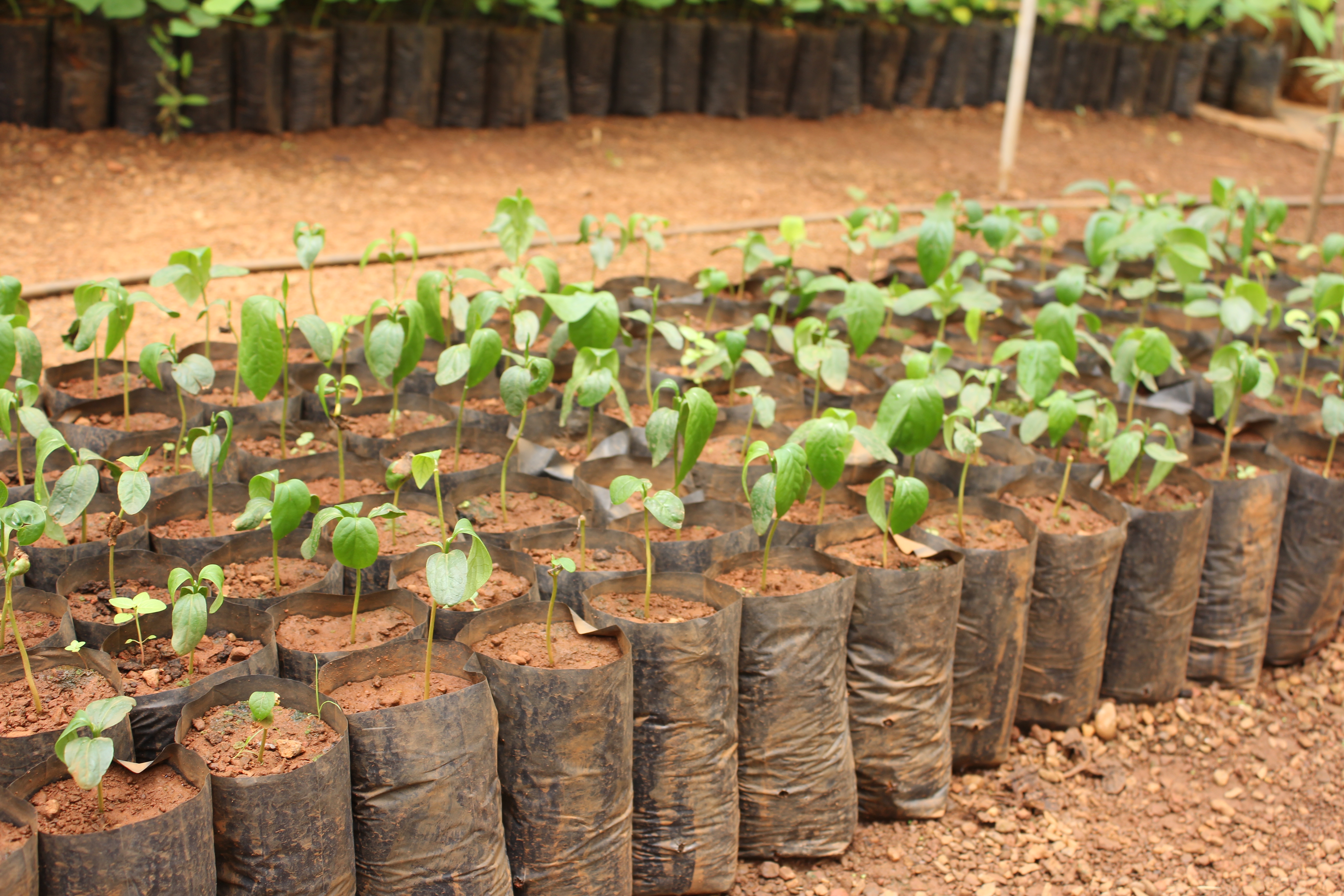 nursery plant